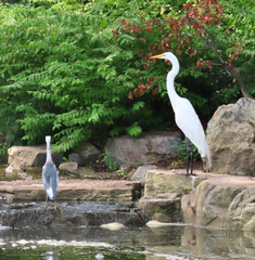 Egretta caerulea × thula