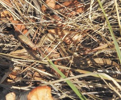 Crotalus willardi