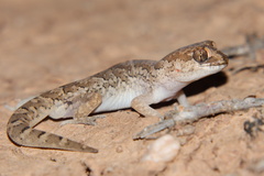 Pachydactylus mariquensis