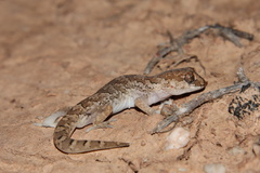 Pachydactylus mariquensis