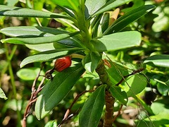 Daphne glomerata