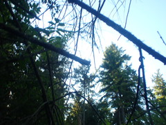 Hohenbuehelia cyphelliformis