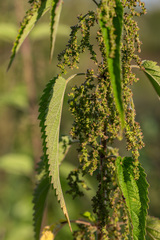 Urtica galeopsifolia