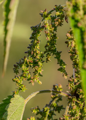 Urtica galeopsifolia