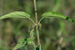 Urtica galeopsifolia