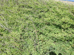 Vachellia tortuosa