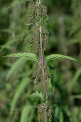 Urtica galeopsifolia