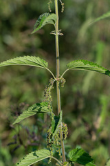 Urtica galeopsifolia