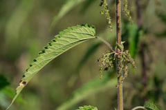 Urtica galeopsifolia