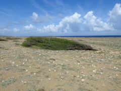 Vachellia tortuosa