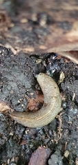 Tandonia budapestensis