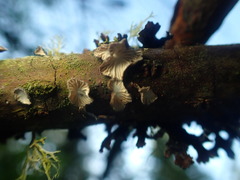 Hohenbuehelia cyphelliformis