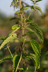 Urtica galeopsifolia