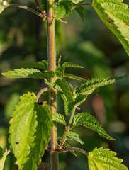 Urtica galeopsifolia