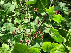 Ribes biebersteinii