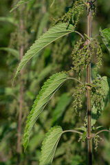 Urtica galeopsifolia