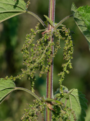 Urtica galeopsifolia