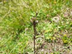 Gentianella umbellata