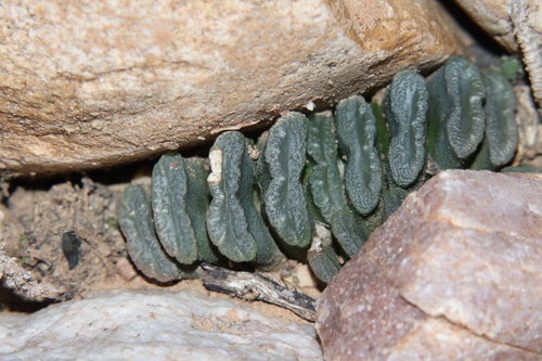Haworthia truncata Schönland