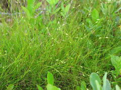 Carex billingsii