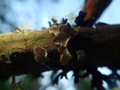 Hohenbuehelia cyphelliformis