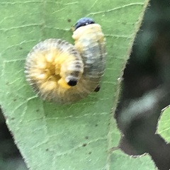 Macremphytus tarsatus