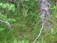 Carex billingsii