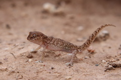 Pachydactylus mariquensis