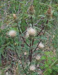 Cirsium clavatum