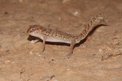 Pachydactylus mariquensis