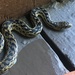 photo of Gopher Snake (Pituophis catenifer)