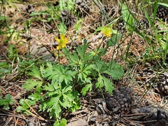 Ranunculus caucasicus