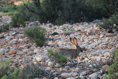 Lepus saxatilis