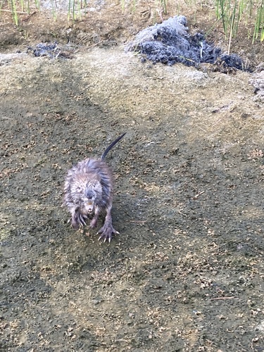 Muskrat photographed in Alabama