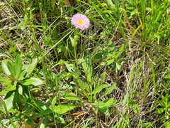 Erigeron caucasicus venustus