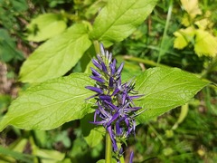 Asyneuma campanuloides