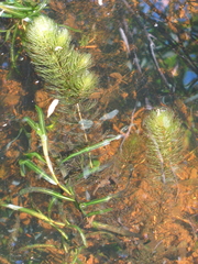 Ceratophyllum echinatum