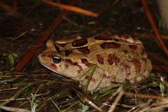 Sclerophrys pardalis