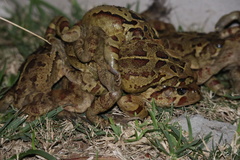 Sclerophrys pardalis