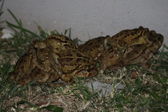 Sclerophrys pardalis