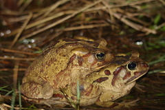 Sclerophrys pardalis