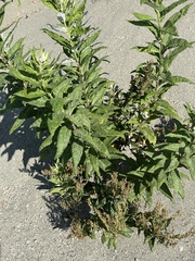 Artemisia suksdorfii