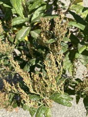 Artemisia suksdorfii