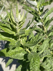 Artemisia suksdorfii
