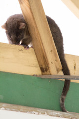 Pseudocheirus occidentalis