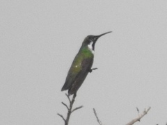 Anthracothorax nigricollis