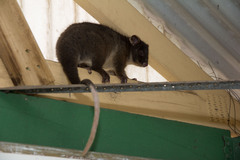 Pseudocheirus occidentalis