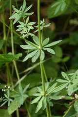 Galium sylvaticum