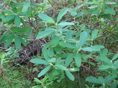 Lonicera villosa