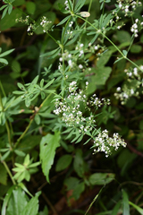 Galium sylvaticum